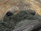 elephant seal wallpapers