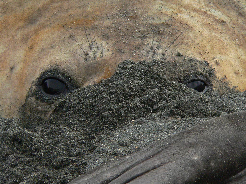 free Elephant Seal desktop wallpaper wallpapers Desktop and Mobile