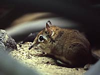 Elephant Shrew image