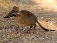 Elephant Shrew picture