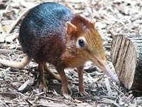 Elephant Shrew image