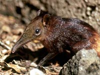 Elephant Shrew image