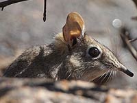 Elephant Shrew image