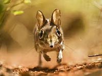 Elephant Shrew image