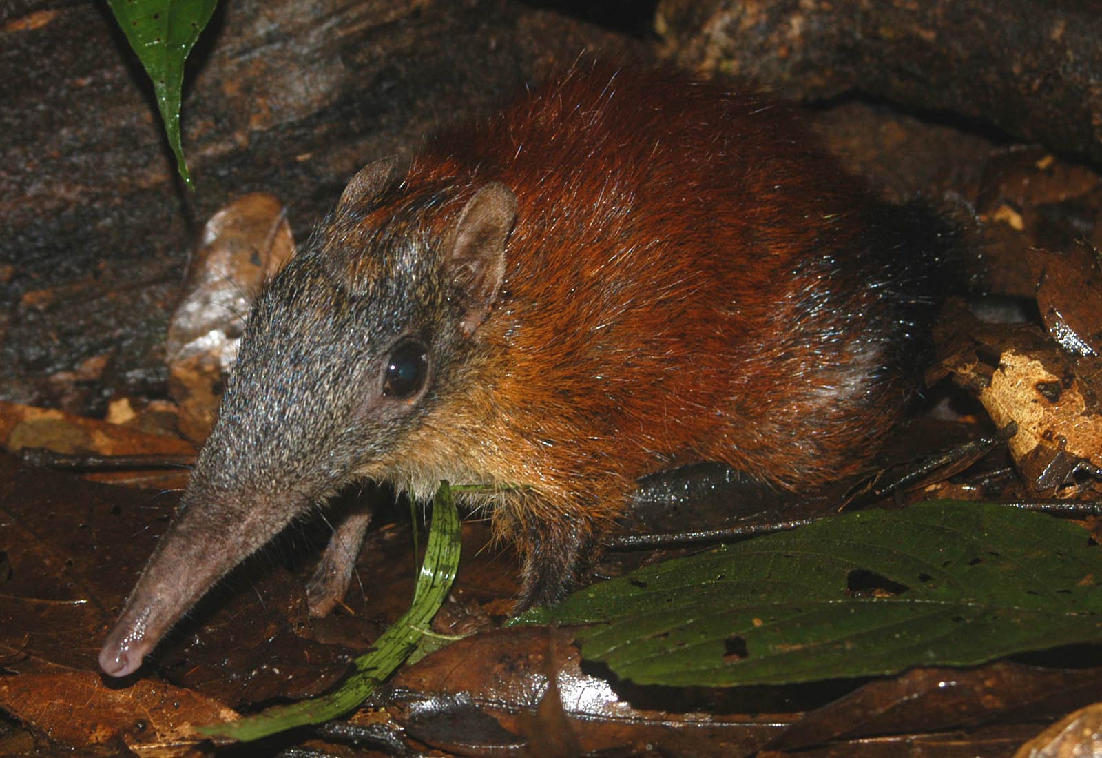 free Elephant Shrew wallpaper wallpapers download