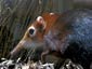 elephant shrew wallpaper