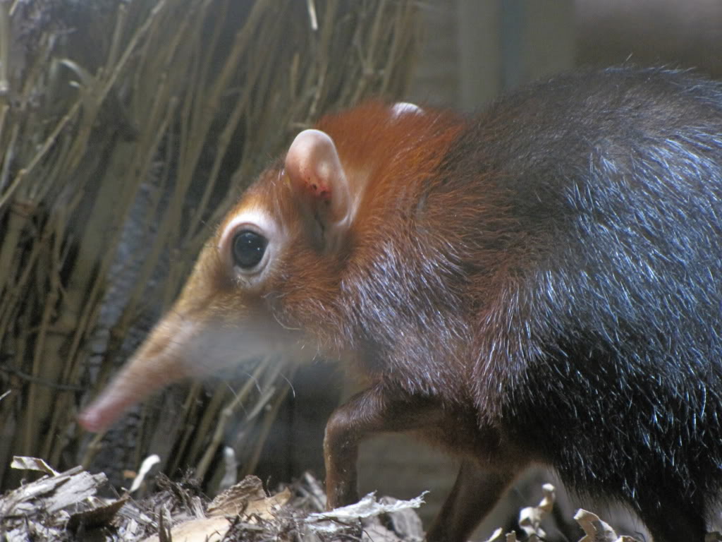 free Elephant Shrew wallpaper wallpapers download