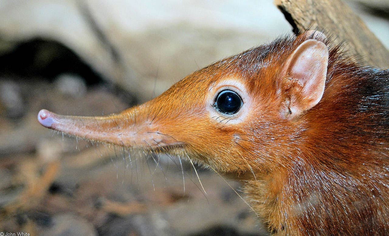 free Elephant Shrew wallpaper wallpapers download