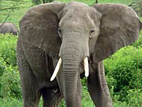 Elephant image