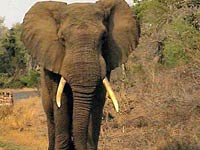 Elephant image