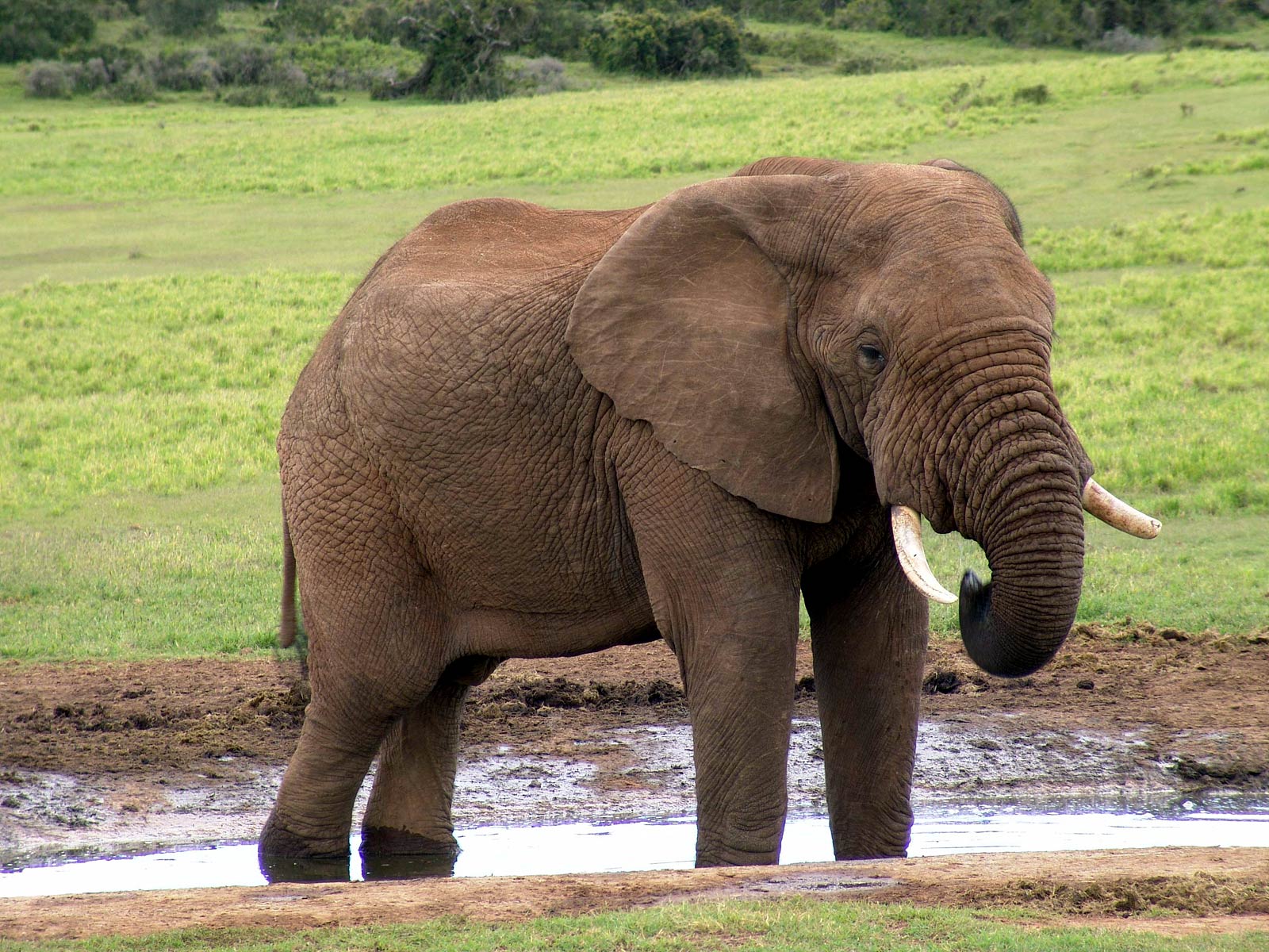free Elephant wallpaper wallpapers and background