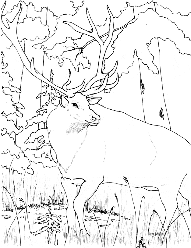 free Elk coloring page