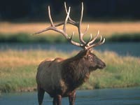 Elk image