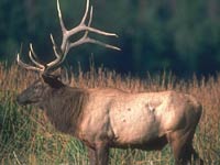 Elk image