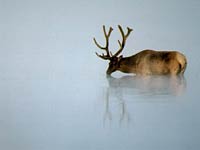 Elk image