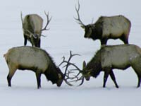 Elk image