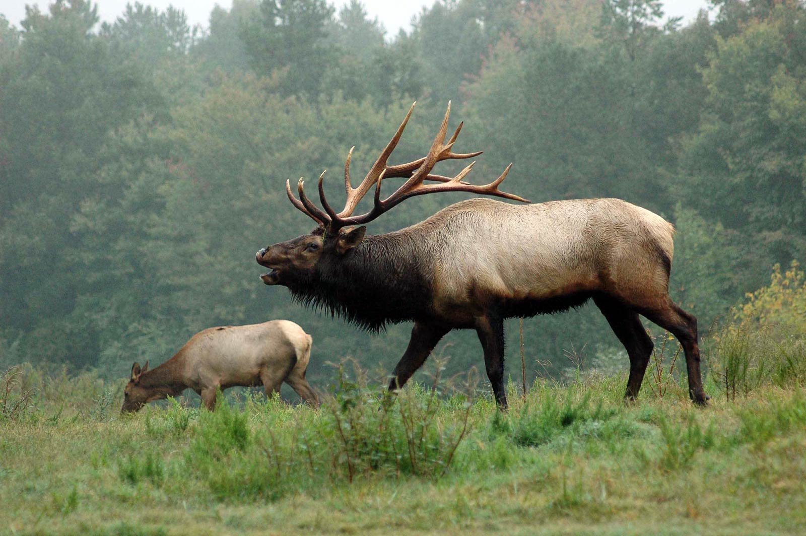 free Elk wallpaper wallpapers and background