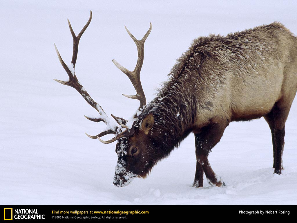 free Elk desktop wallpaper wallpapers Desktop and Mobile