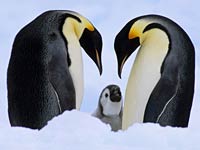 Emperor Penguin picture
