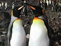 Emperor Penguin image