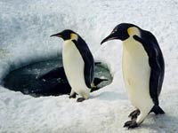 Emperor Penguin image