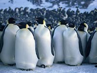 Emperor Penguin group