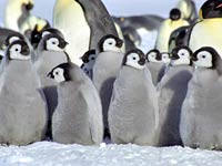 Emperor Penguin image