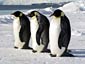 Emperor Penguin wallpaper