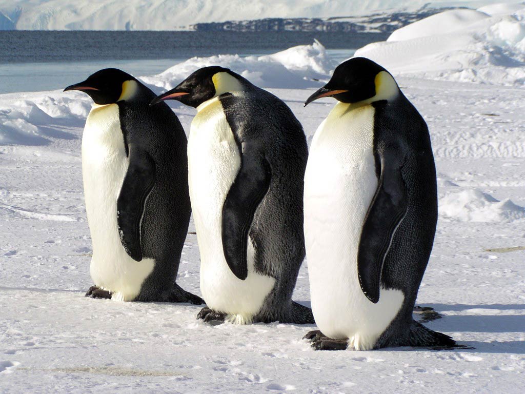 free Emperor Penguin wallpaper wallpapers download