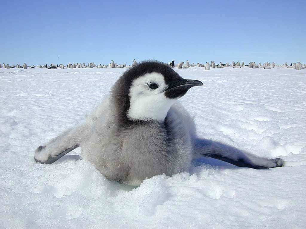 free Emperor Penguin wallpaper wallpapers download