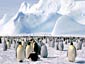 free emperor penguin wallpapper