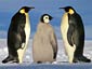 emperor penguin desktop wallpapers