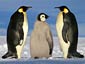 Emperor Penguin wallpaper