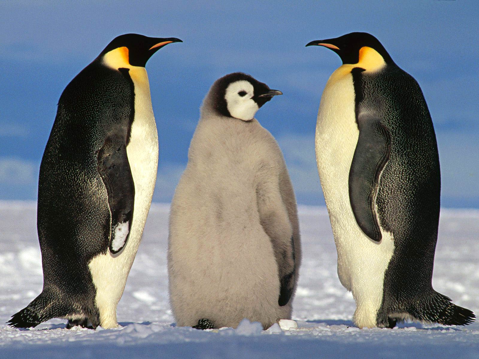 free Emperor Penguin wallpaper wallpapers and background