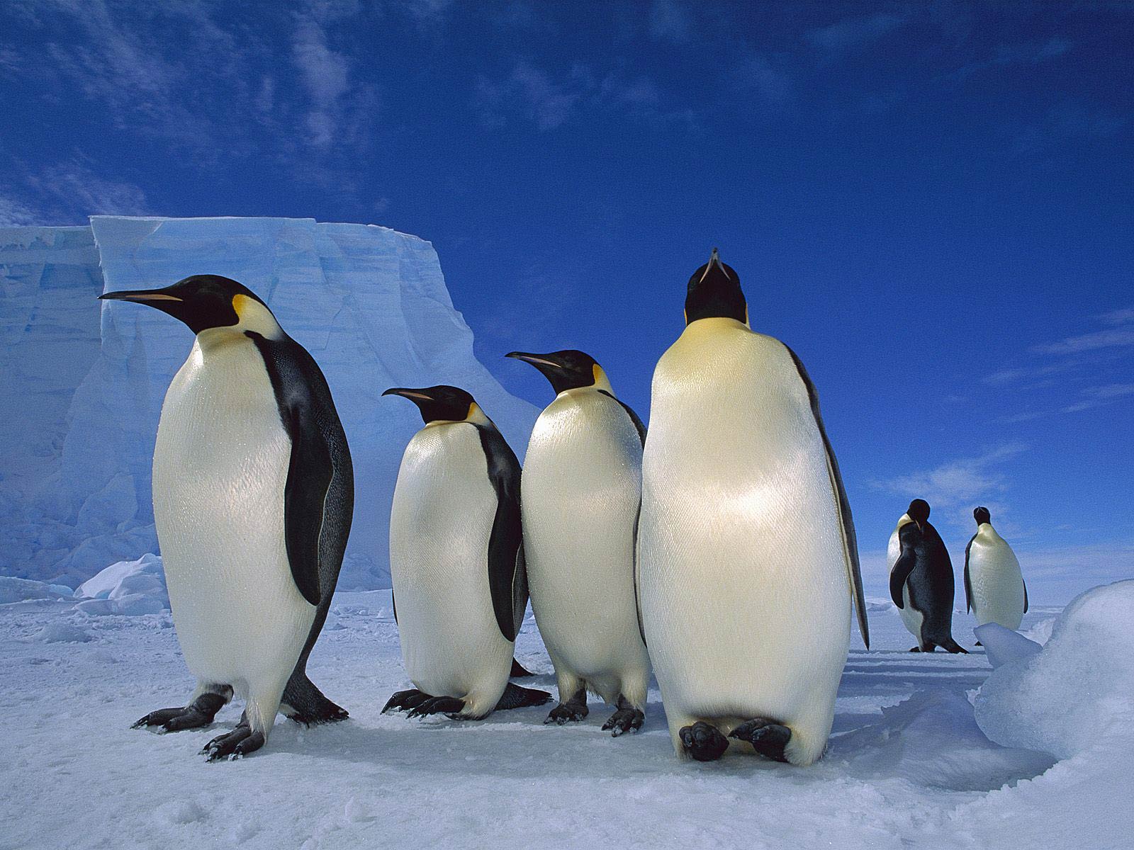 free Emperor Penguin wallpaper wallpapers download