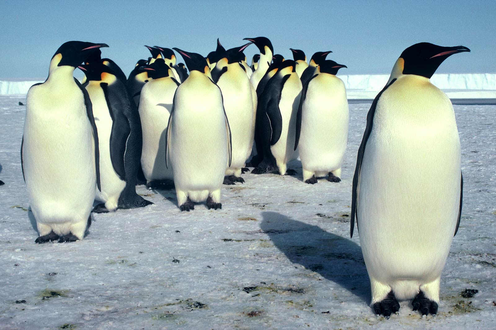 free Emperor Penguin desktop wallpaper wallpapers Desktop and Mobile