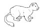 Ermine coloring page