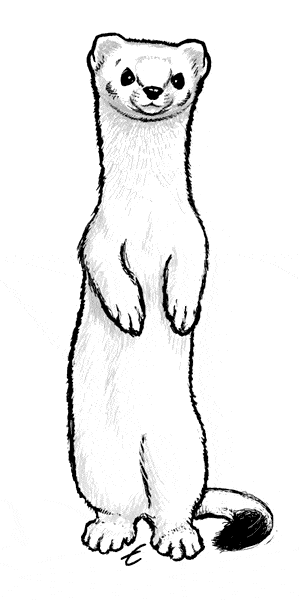 free Ermine coloring page