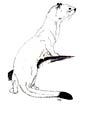 Ermine coloring page