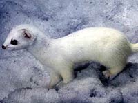 Ermine image