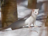 Ermine image