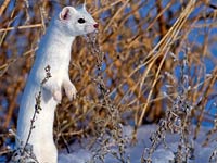 Ermine image