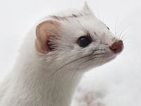 Cute Ermine