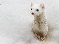 Ermine in the snow