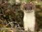 Ermine wallpaper