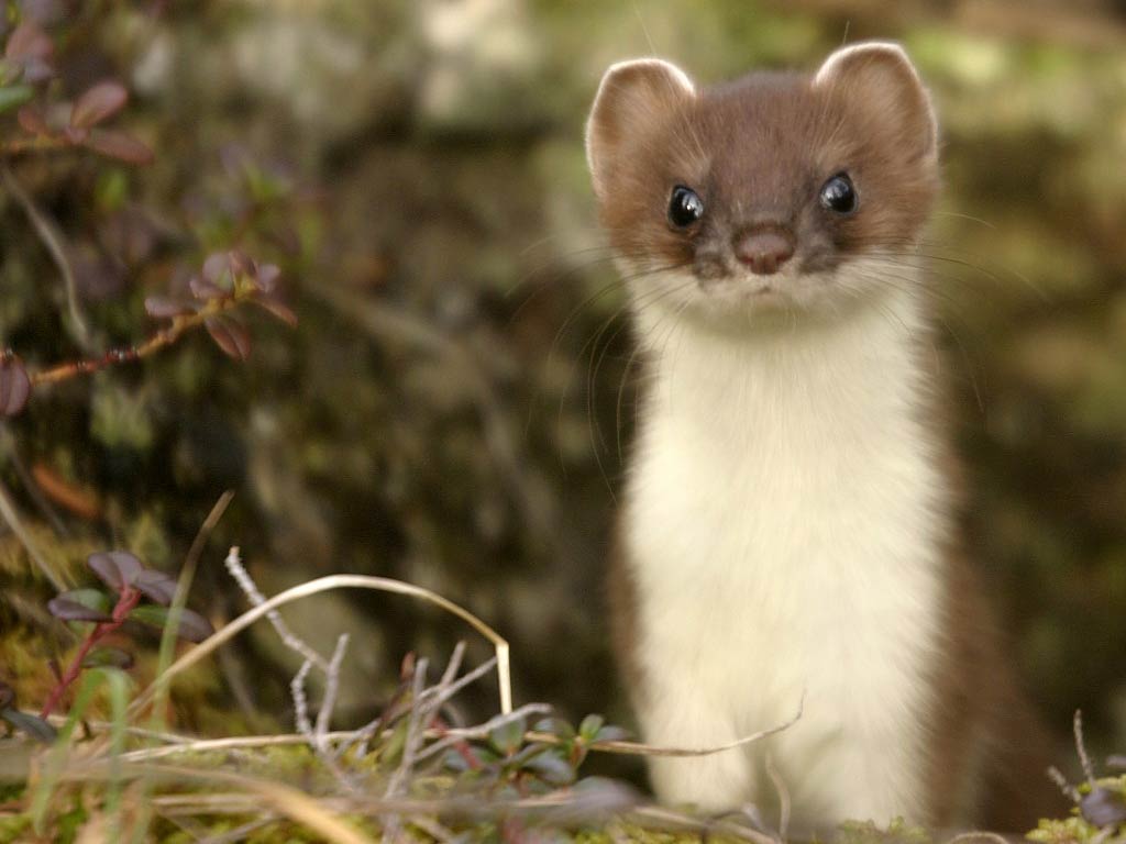 free Ermine wallpaper wallpapers download