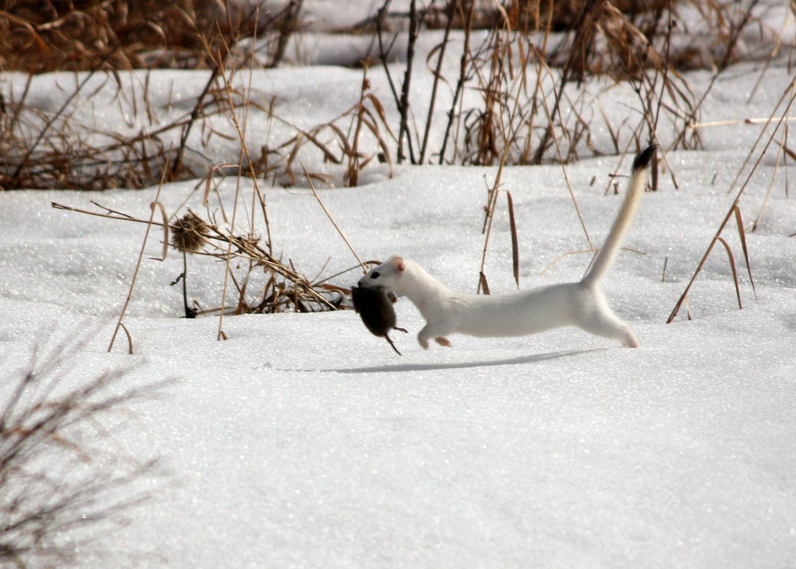 free Ermine wallpaper wallpapers download