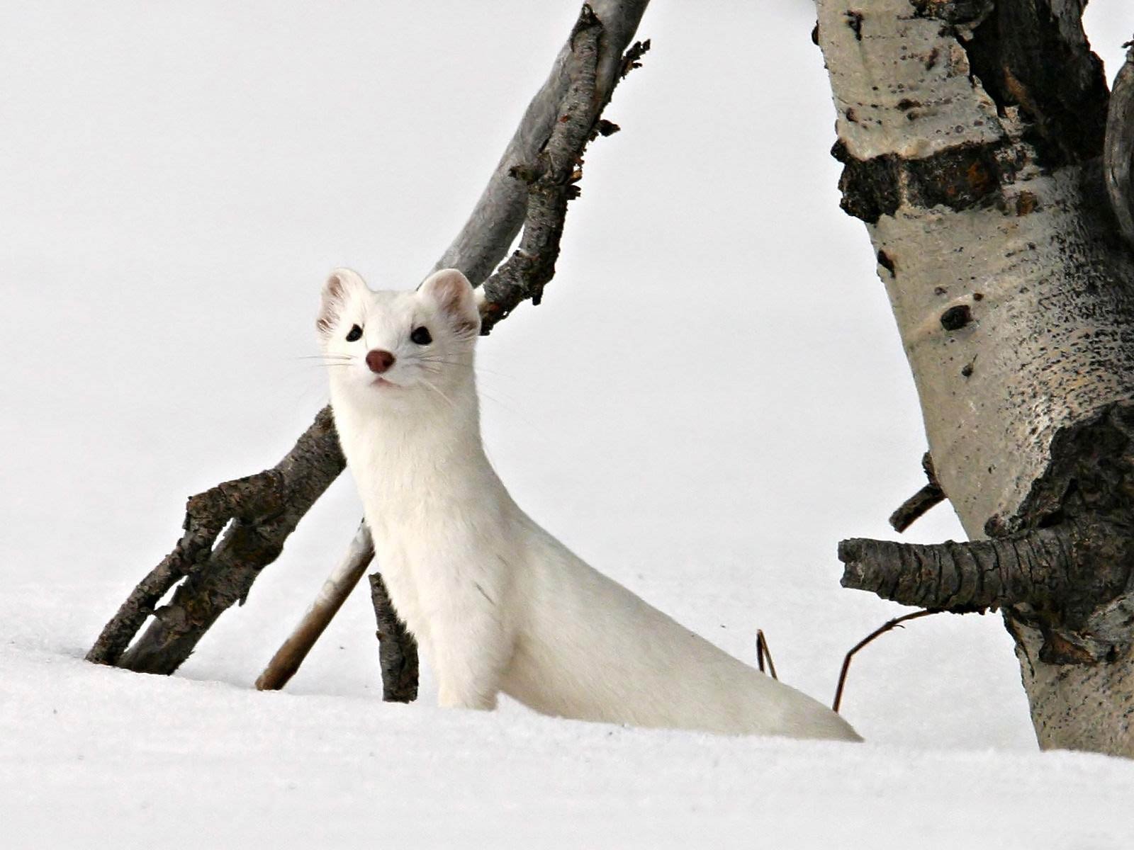 free Ermine wallpaper wallpapers download