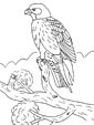 Falcon coloring page