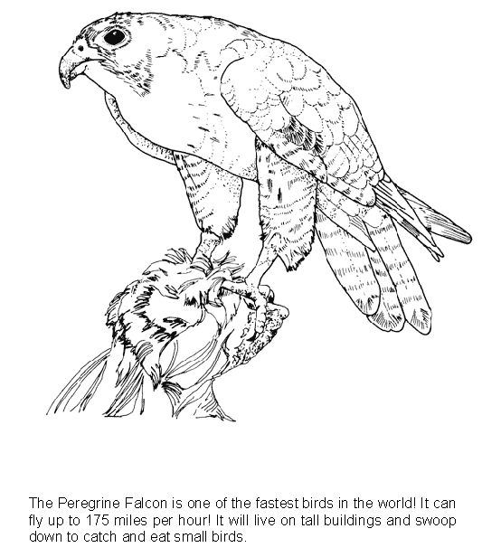 free Falcon coloring page